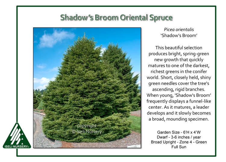 Picea orientalis 'Shadow's Broom'
