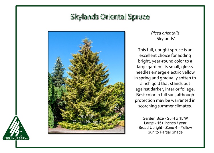 Picea orientalis 'Skylands'