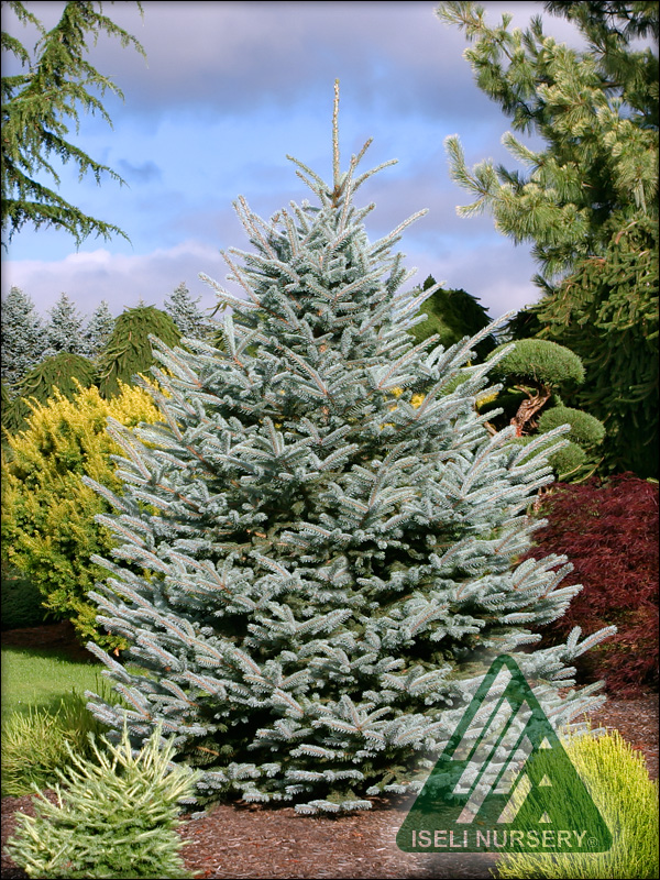 Picea pungens 'Fat Albert'