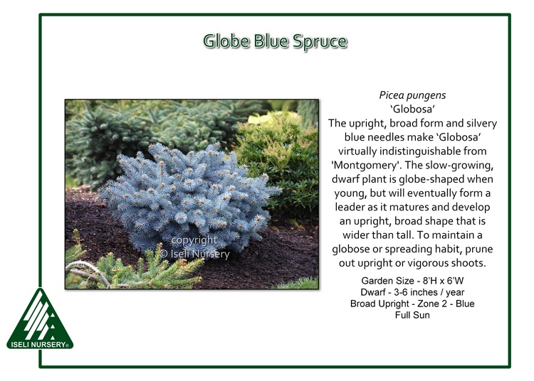 dechifrere For tidlig Forsømme Picea pungens 'Globosa' - Iseli Nursery