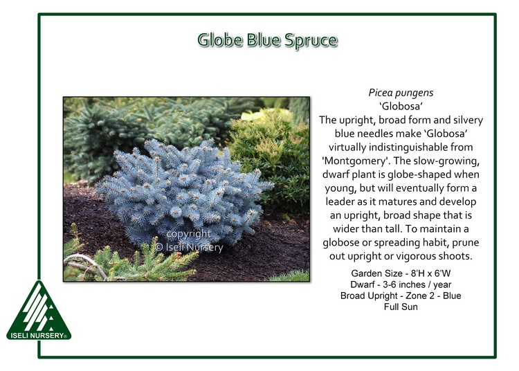 Picea 'Globosa' - Iseli Nursery