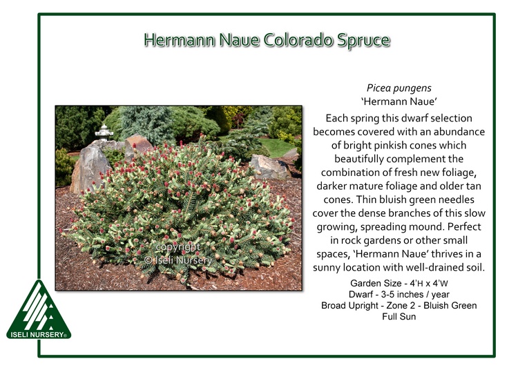 Picea pungens 'Hermann Naue'