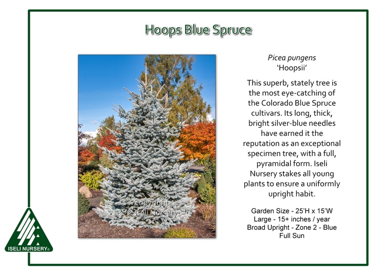 Picea pungens 'Hoopsii'