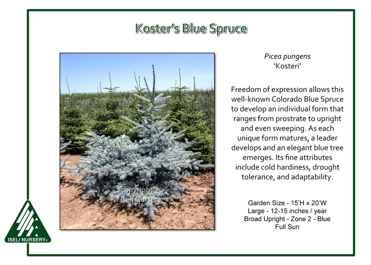 Picea pungens 'Kosteri'