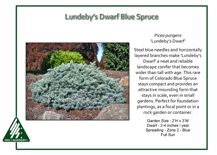 Picea pungens 'Lundeby's Dwarf'