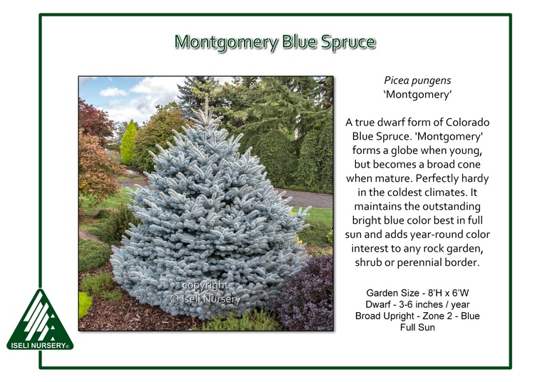 Picea pungens 'Montgomery'