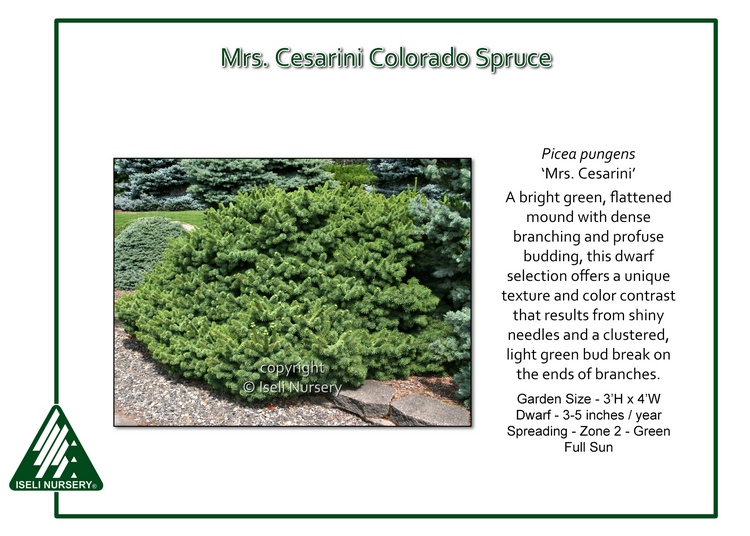 Picea pungens 'Mrs. Cesarini'