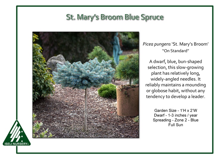 Picea pungens 'St. Mary's Broom' - On Standard
