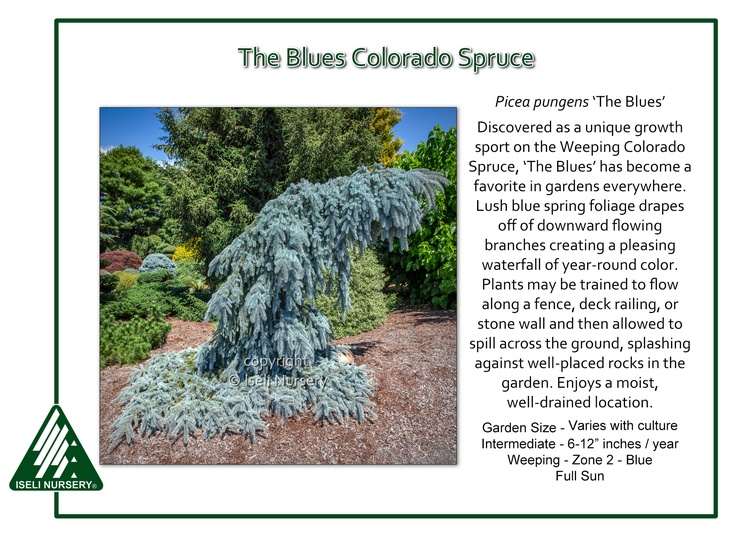 Picea pungens 'The Blues'