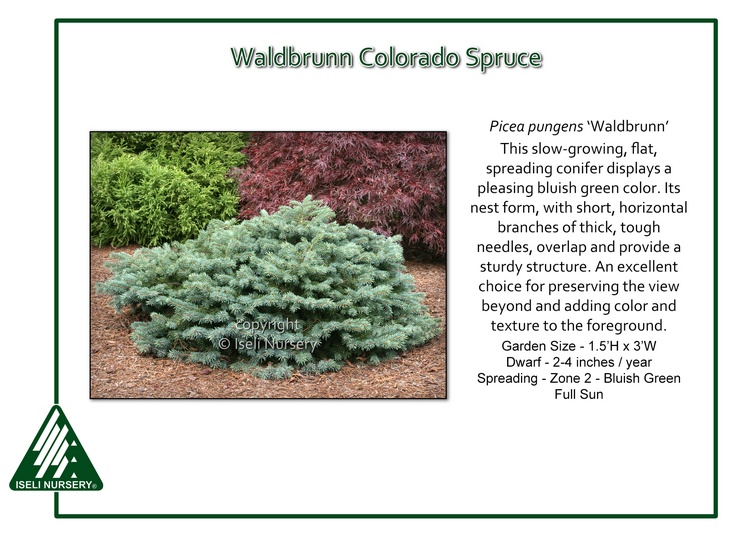 Picea pungens 'Waldbrunn'