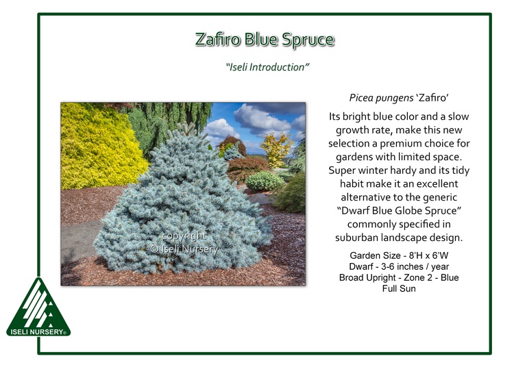 Dwarf globe blue spruce is available in a low graft shrub form as well as a...