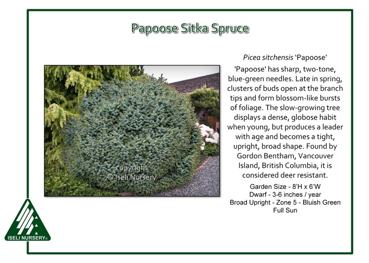 Picea sitchensis 'Papoose'