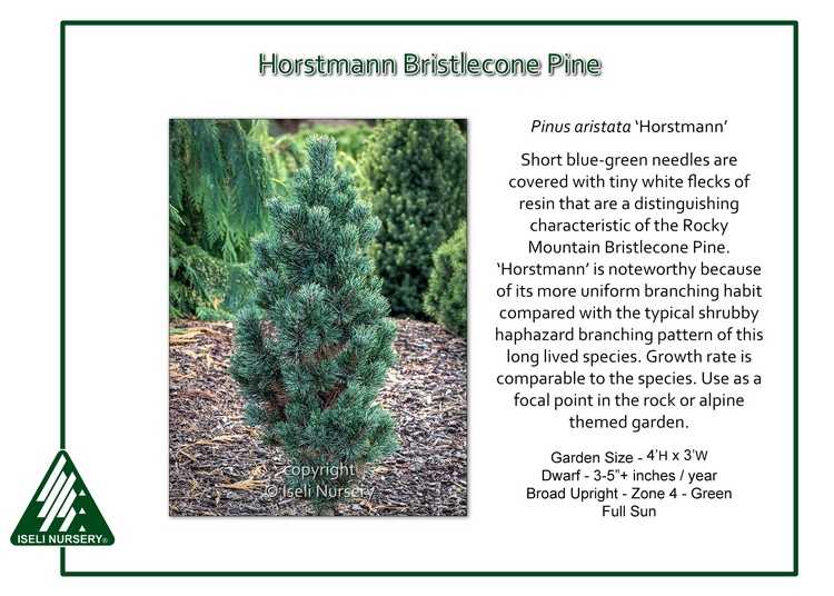 Pinus aristata 'Horstmann'