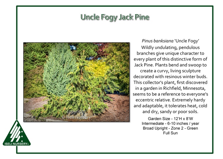 Pinus banksiana 'Uncle Fogy'