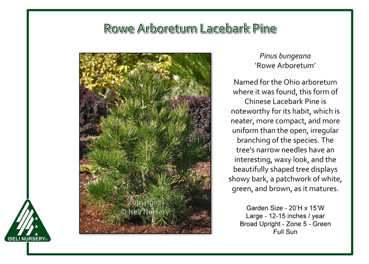 Pinus bungeana 'Rowe Arboretum'