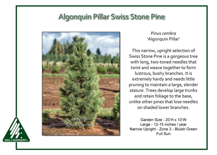 Pinus cembra 'Algonquin Pillar'