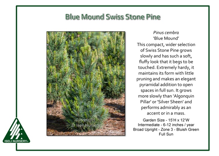 Pinus cembra 'Blue Mound'