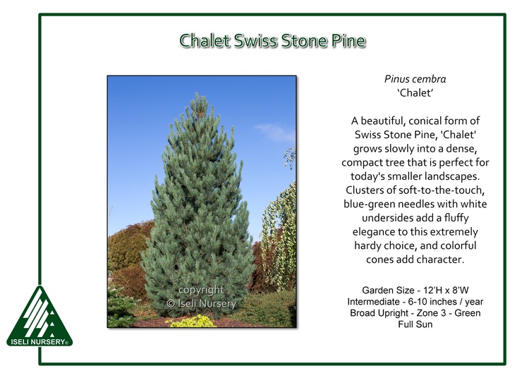 Pinus cembra 'Chalet'