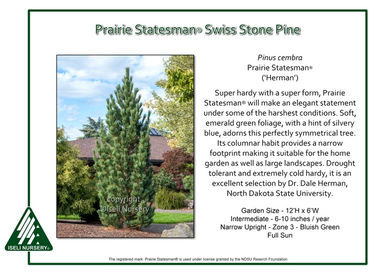 Pinus cembra 'Prairie Statesman'
