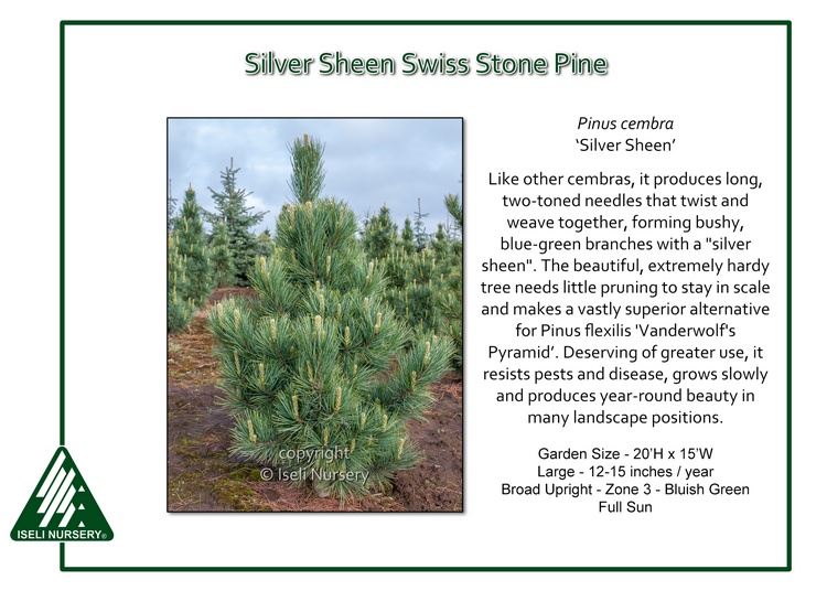 Pinus cembra 'Silver Sheen'