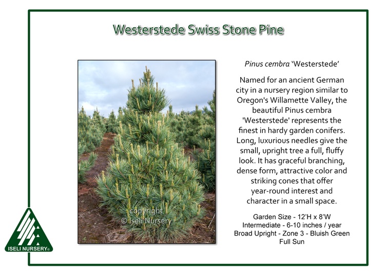 Pinus cembra 'Westerstede'