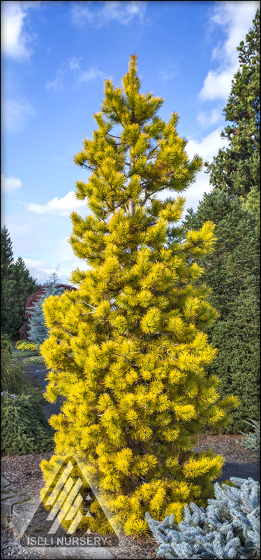 Pinus contorta 'Chief Joseph'