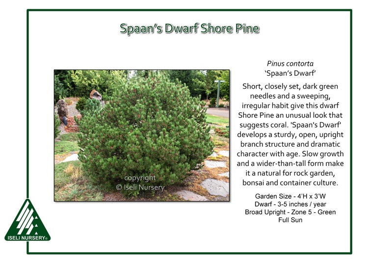 Pinus contorta 'Spaan's Dwarf'