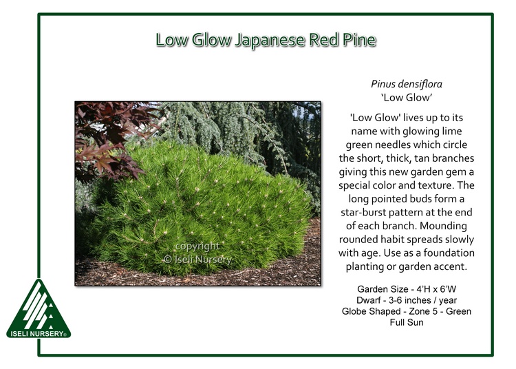 Pinus densiflora 'Low Glow'