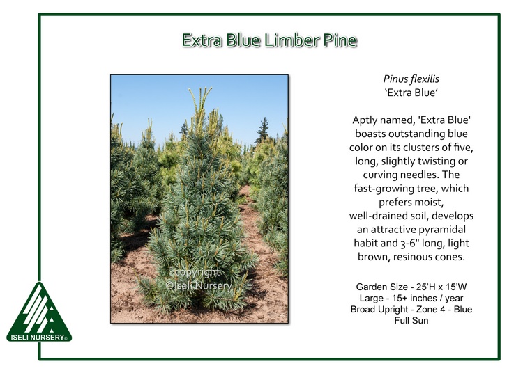 Pinus flexilis 'Extra Blue'