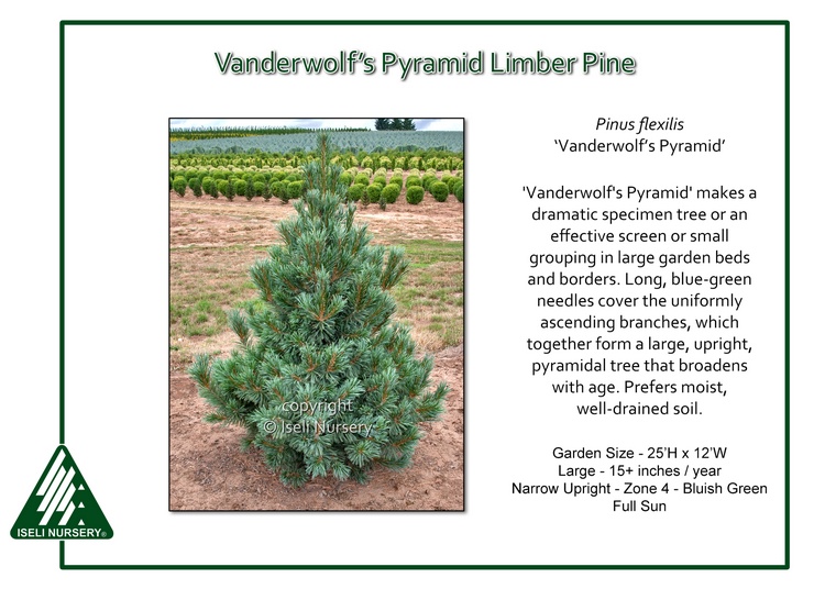 Pinus flexilis 'Vanderwolf's Pyramid'