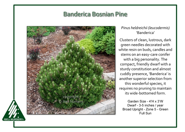 Pinus heldrichii 'Banderica'