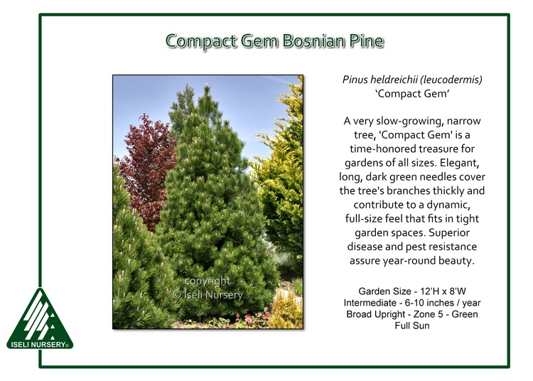 Pinus heldrichii 'Compact Gem'