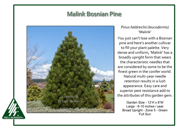 Pinus heldrichii 'Malink'