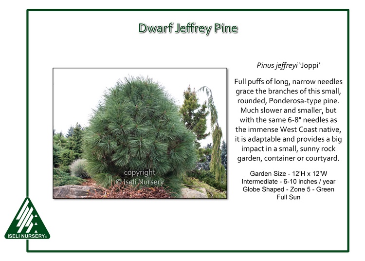 Pinus jeffrey 'Joppi'