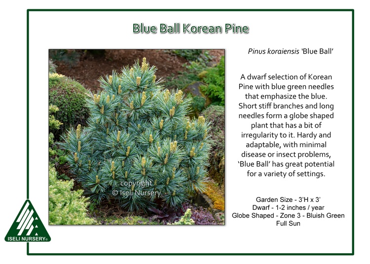 Pinus koraiensis 'Blue Ball'