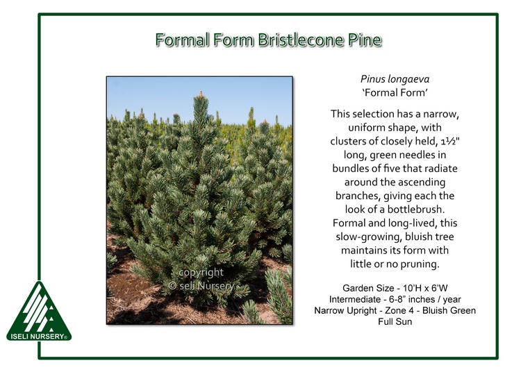 Pinus longaeva 'Formal Form'