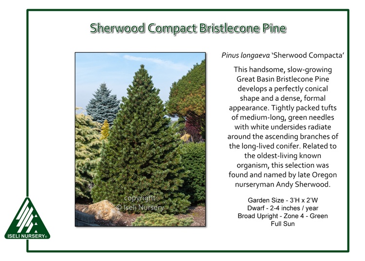 Pinus longaeva 'Sherwood Compacta'