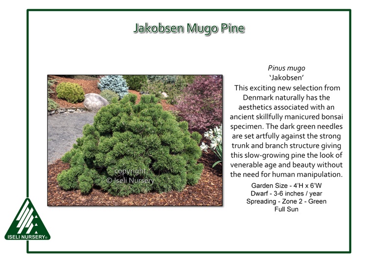 Pinus mugo 'Jakobsen'