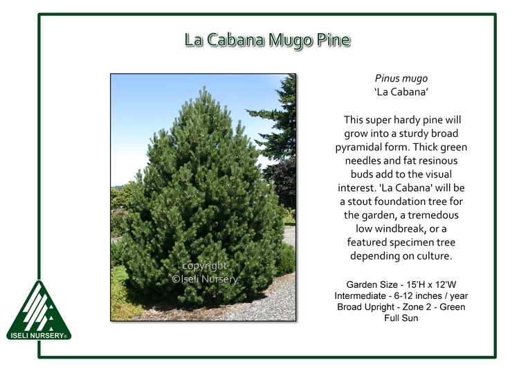 Pinus mugo 'La Cabana'