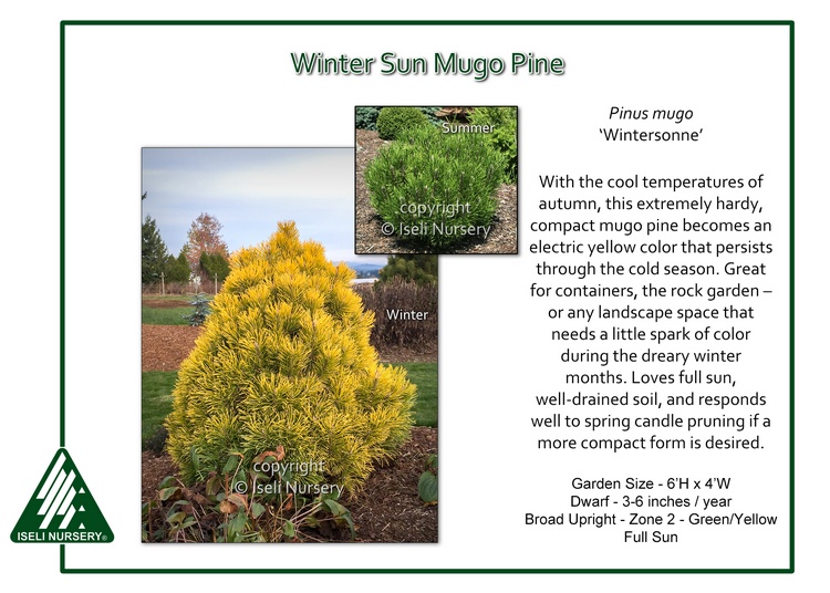 Pinus mugo 'Wintersonne'