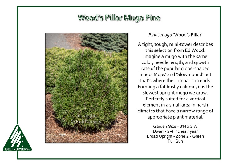 Pinus mugo 'Woods Pillar'