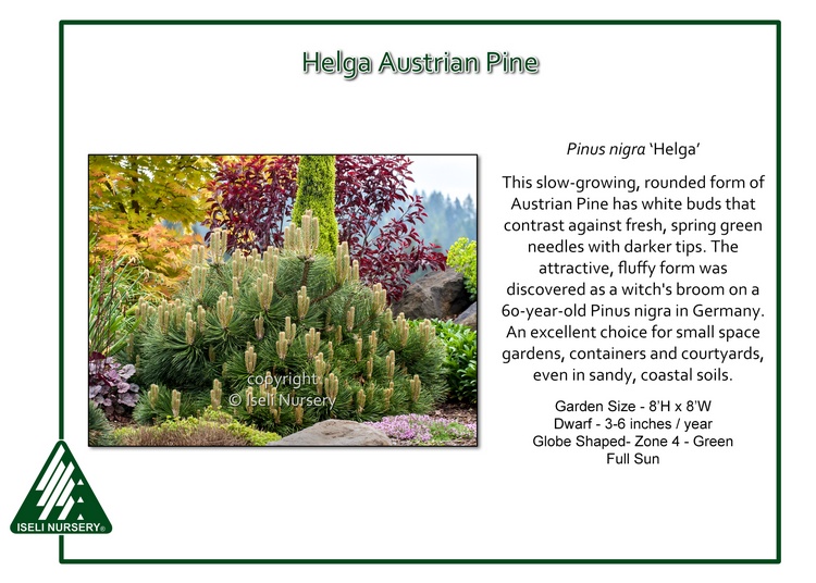 Pinus nigra 'Helga'