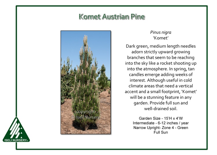 Pinus nigra 'Komet'