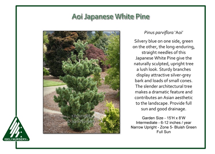 Buy Pinus Parviflora Fukuzumi White Pine