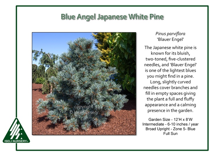 Pinus parviflora 'Blauer Engel'