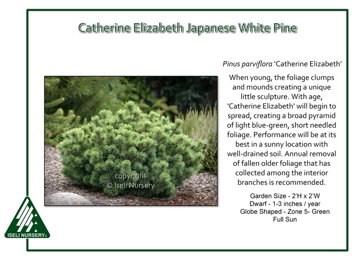 Pinus parviflora 'Catherine Elizabeth'