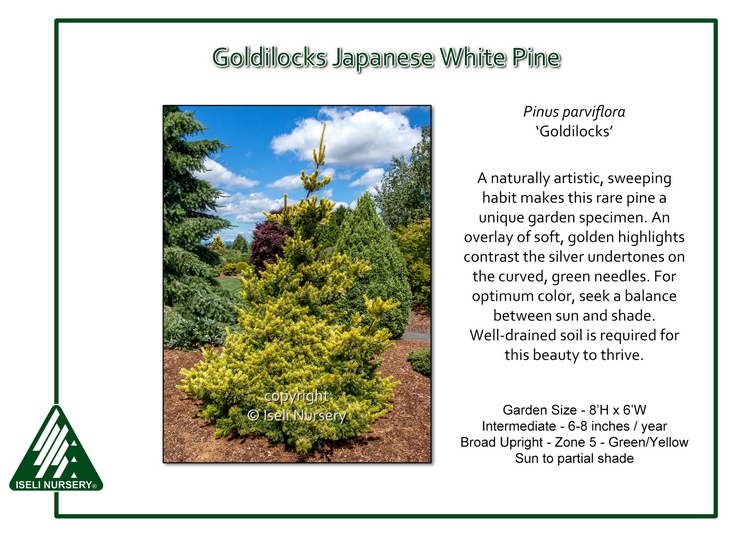 Pinus parviflora 'Goldilocks'