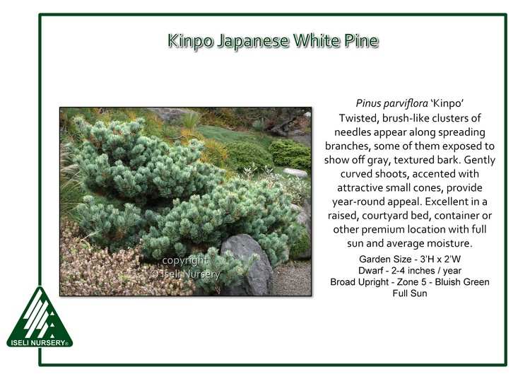 Pinus parviflora 'Kinpo'