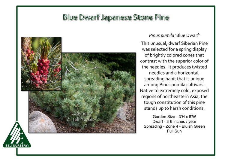 Pinus pumila 'Blue Dwarf'