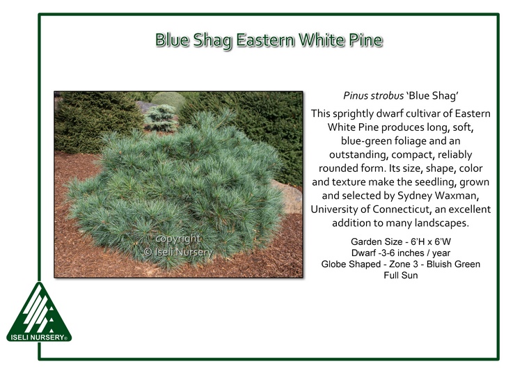 Pinus strobus 'Blue Shag'